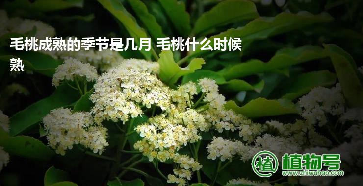 毛桃成熟的季节是几月 毛桃什么时候熟