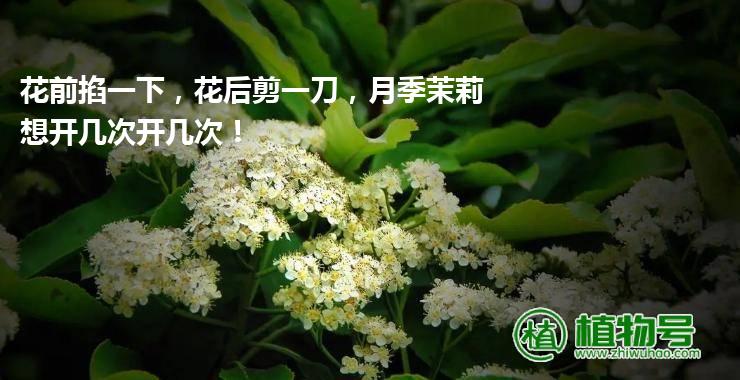 花前掐一下，花后剪一刀，月季茉莉想开几次开几次！