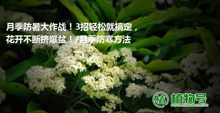 月季防暑大作战！3招轻松就搞定，花开不断挤爆盆！/月季防寒方法