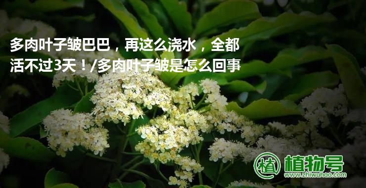 多肉叶子皱巴巴，再这么浇水，全都活不过3天！/多肉叶子皱是怎么回事