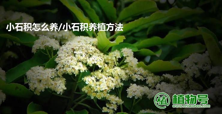 小石积怎么养/小石积养植方法