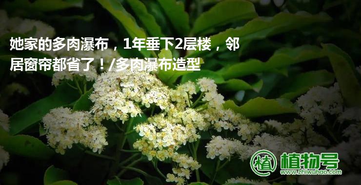 她家的多肉瀑布，1年垂下2层楼，邻居窗帘都省了！/多肉瀑布造型