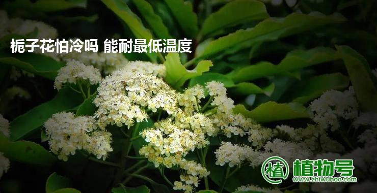 栀子花怕冷吗 能耐最低温度