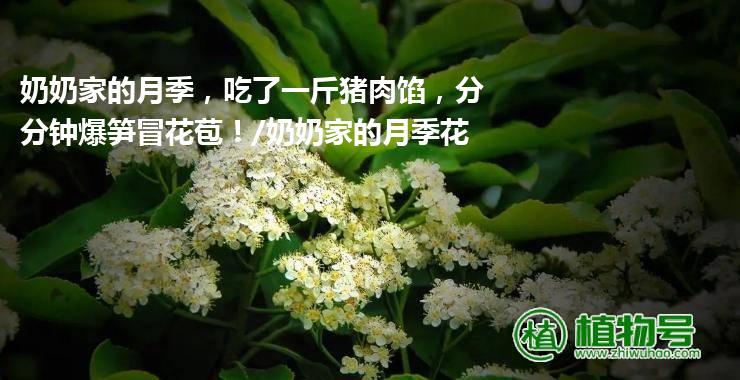 奶奶家的月季，吃了一斤猪肉馅，分分钟爆笋冒花苞！/奶奶家的月季花