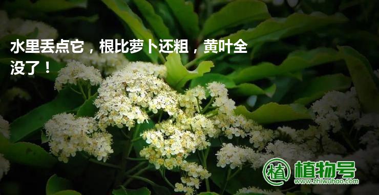 水里丢点它，根比萝卜还粗，黄叶全没了！