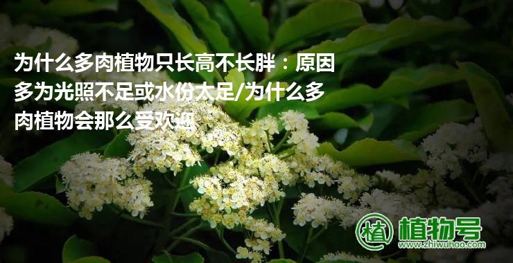 为什么多肉植物只长高不长胖：原因多为光照不足或水份太足/为什么多肉植物会那么受欢迎