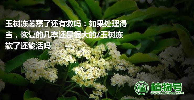 玉树冻萎蔫了还有救吗：如果处理得当，恢复的几率还是很大的/玉树冻软了还能活吗