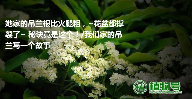 她家的吊兰根比火腿粗，~花盆都撑裂了~ 秘诀竟是这个！/我们家的吊兰写一个故事