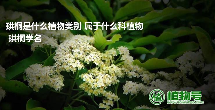 珙桐是什么植物类别 属于什么科植物 珙桐学名