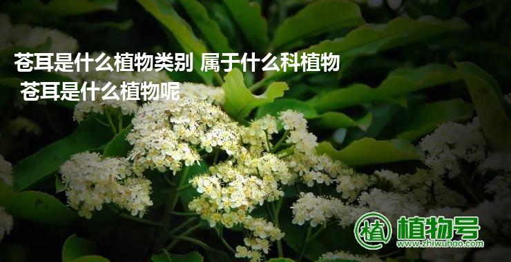 苍耳是什么植物类别 属于什么科植物 苍耳是什么植物呢