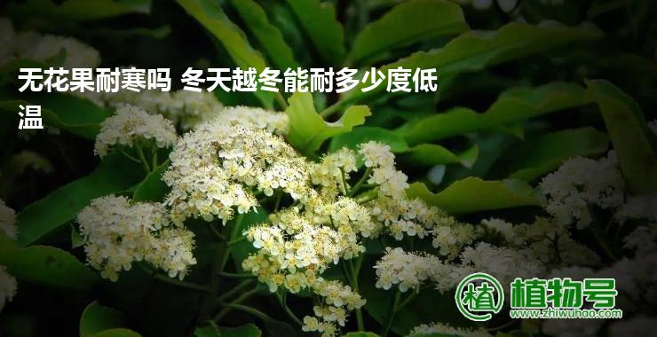 无花果耐寒吗 冬天越冬能耐多少度低温