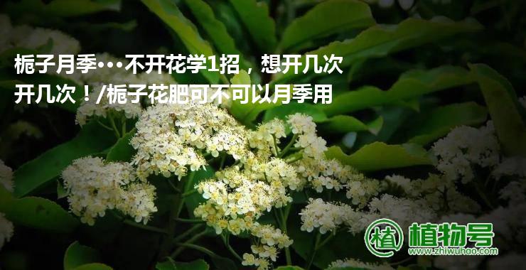 栀子月季···不开花学1招，想开几次开几次！/栀子花肥可不可以月季用