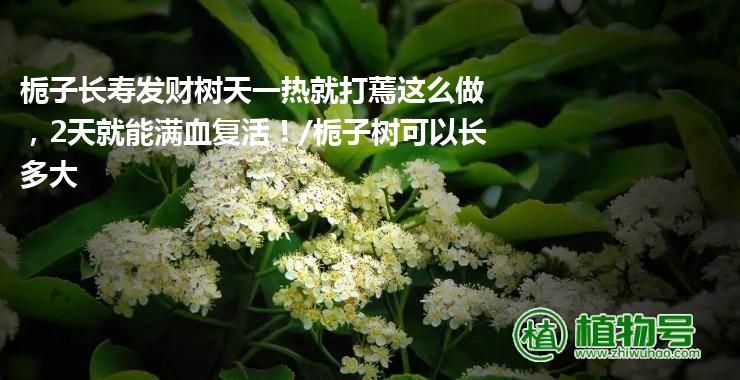 栀子长寿发财树天一热就打蔫这么做，2天就能满血复活！/栀子树可以长多大