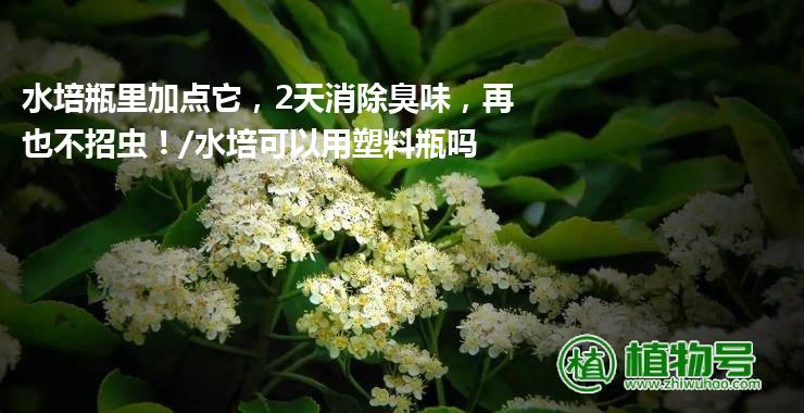 水培瓶里加点它，2天消除臭味，再也不招虫！/水培可以用塑料瓶吗