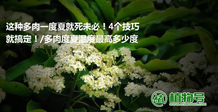 这种多肉一度夏就死未必！4个技巧就搞定！/多肉度夏温度最高多少度