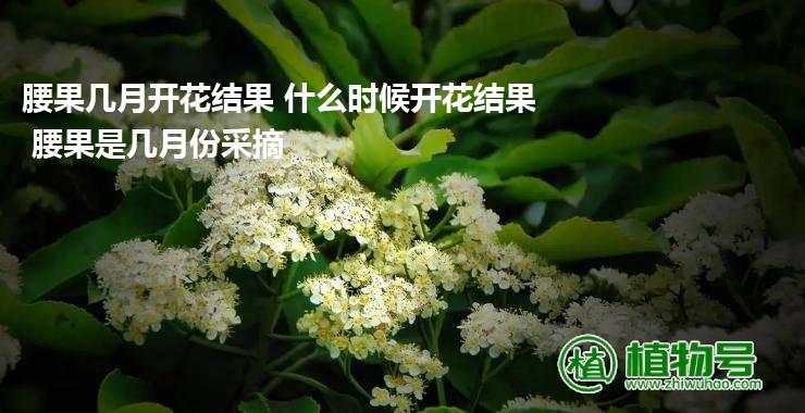 腰果几月开花结果 什么时候开花结果 腰果是几月份采摘