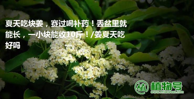 夏天吃块姜，赛过喝补药！丢盆里就能长，一小块能收10斤！/姜夏天吃好吗