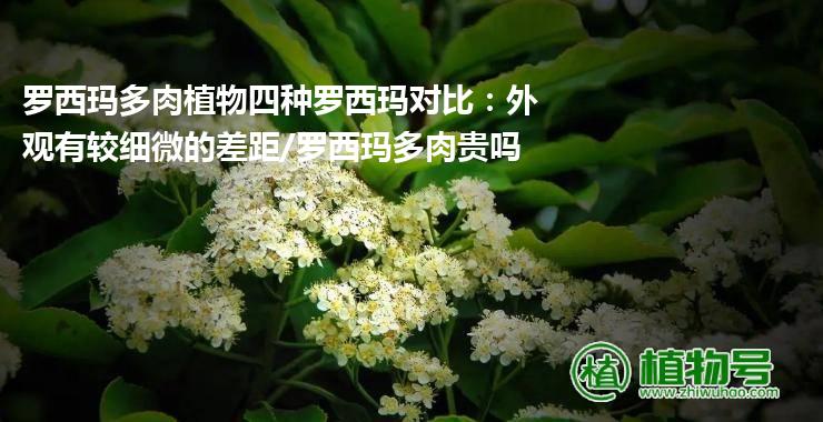 罗西玛多肉植物四种罗西玛对比：外观有较细微的差距/罗西玛多肉贵吗