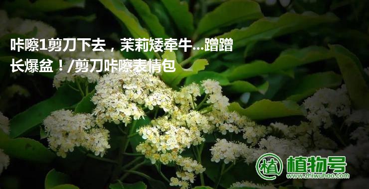 咔嚓1剪刀下去，茉莉矮牵牛...蹭蹭长爆盆！/剪刀咔嚓表情包