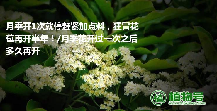 月季开1次就停赶紧加点料，狂冒花苞再开半年！/月季花开过一次之后多久再开