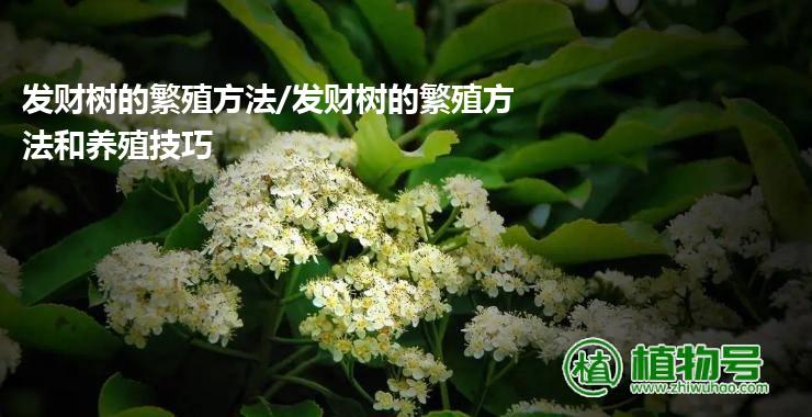 发财树的繁殖方法/发财树的繁殖方法和养殖技巧