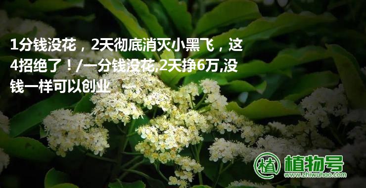 1分钱没花，2天彻底消灭小黑飞，这4招绝了！/一分钱没花,2天挣6万,没钱一样可以创业