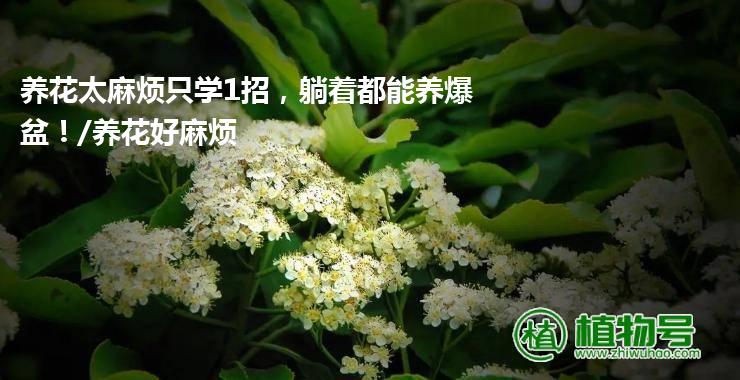 养花太麻烦只学1招，躺着都能养爆盆！/养花好麻烦