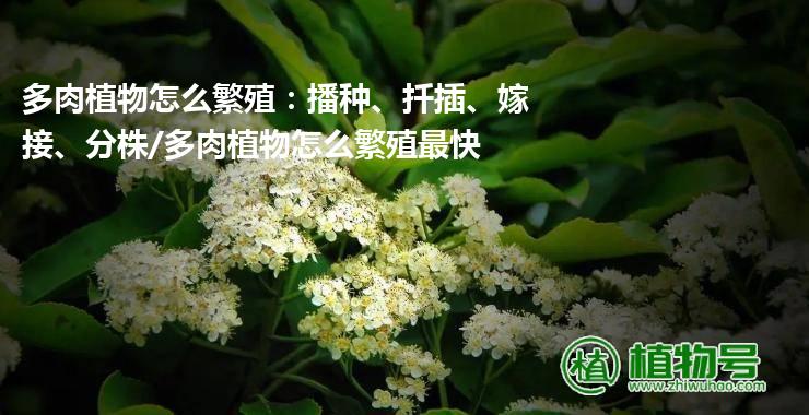 多肉植物怎么繁殖：播种、扦插、嫁接、分株/多肉植物怎么繁殖最快