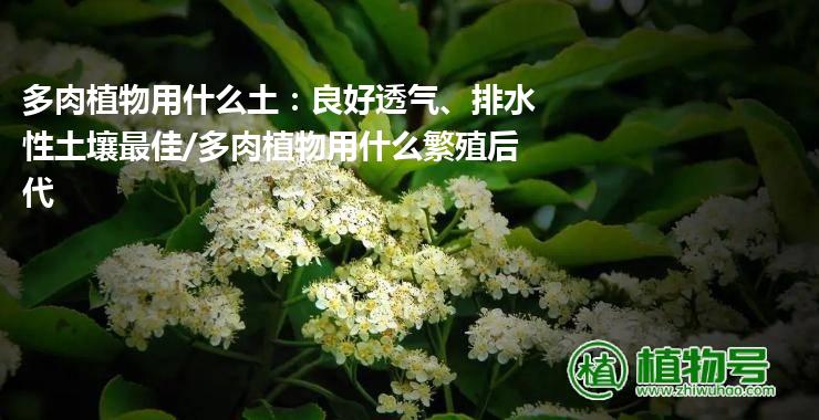 多肉植物用什么土：良好透气、排水性土壤最佳/多肉植物用什么繁殖后代