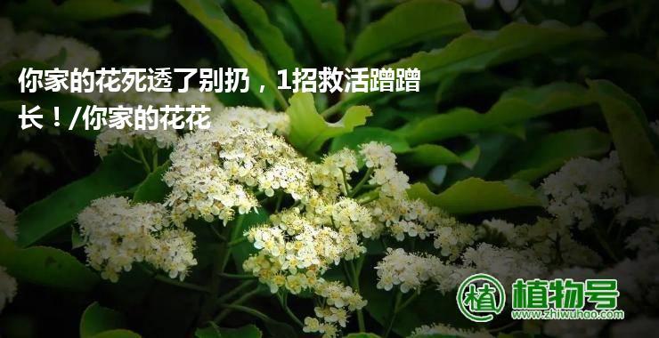 你家的花死透了别扔，1招救活蹭蹭长！/你家的花花