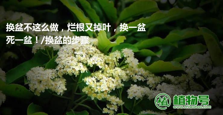 换盆不这么做，烂根又掉叶，换一盆死一盆！/换盆的步骤