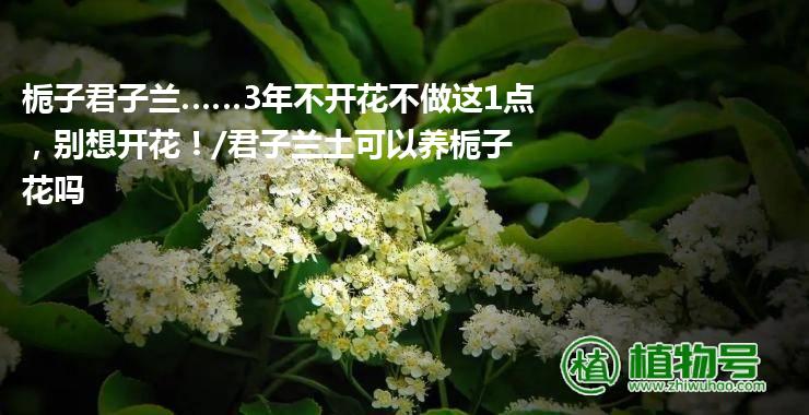 栀子君子兰……3年不开花不做这1点，别想开花！/君子兰土可以养栀子花吗