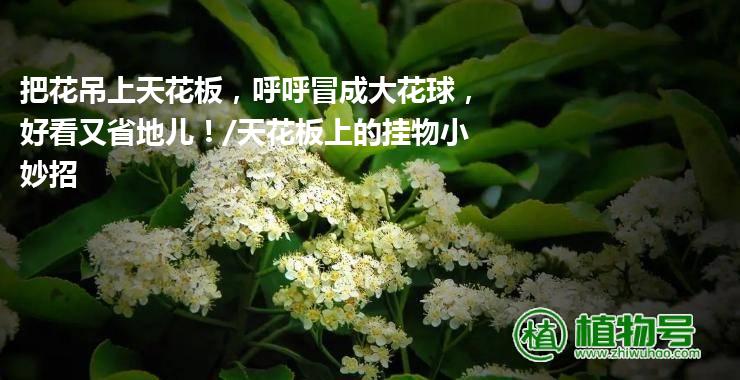 把花吊上天花板，呼呼冒成大花球，好看又省地儿！/天花板上的挂物小妙招