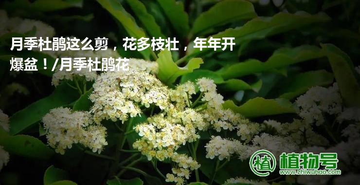 月季杜鹃这么剪，花多枝壮，年年开爆盆！/月季杜鹃花