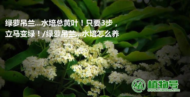 绿萝吊兰...水培总黄叶！只要3步，立马变绿！/绿萝吊兰...水培怎么养