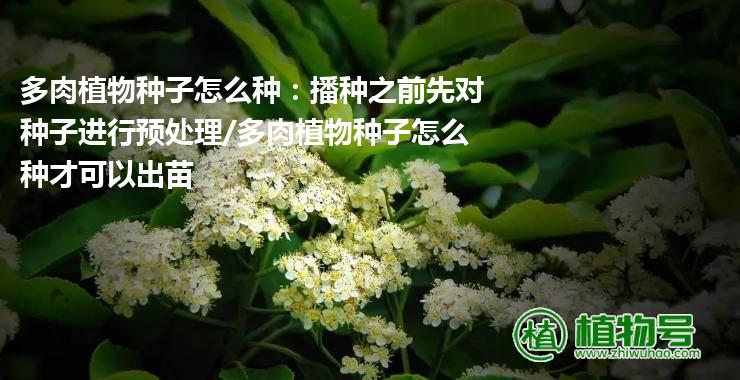 多肉植物种子怎么种：播种之前先对种子进行预处理/多肉植物种子怎么种才可以出苗