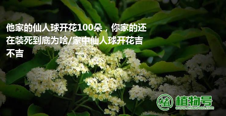 他家的仙人球开花100朵，你家的还在装死到底为啥/家中仙人球开花吉不吉