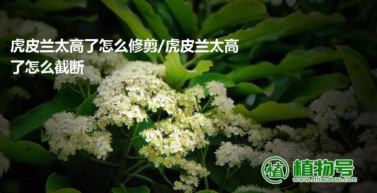 虎皮兰太高了怎么修剪/虎皮兰太高了怎么截断