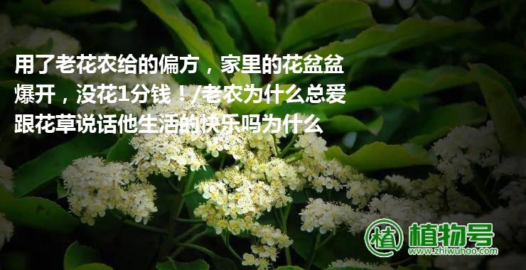 用了老花农给的偏方，家里的花盆盆爆开，没花1分钱！/老农为什么总爱跟花草说话他生活的快乐吗为什么