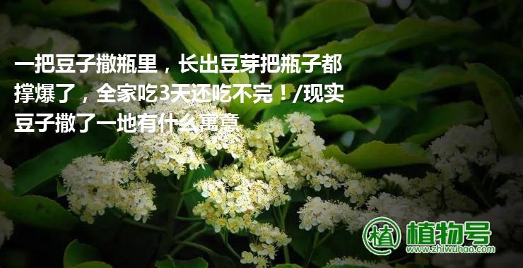 一把豆子撒瓶里，长出豆芽把瓶子都撑爆了，全家吃3天还吃不完！/现实豆子撒了一地有什么寓意