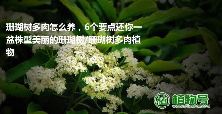 珊瑚树多肉怎么养，6个要点还你一盆株型美丽的珊瑚树/珊瑚树多肉植物