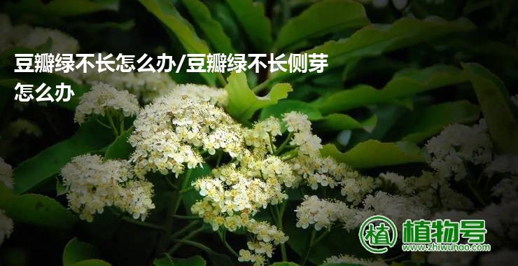 豆瓣绿不长怎么办/豆瓣绿不长侧芽怎么办