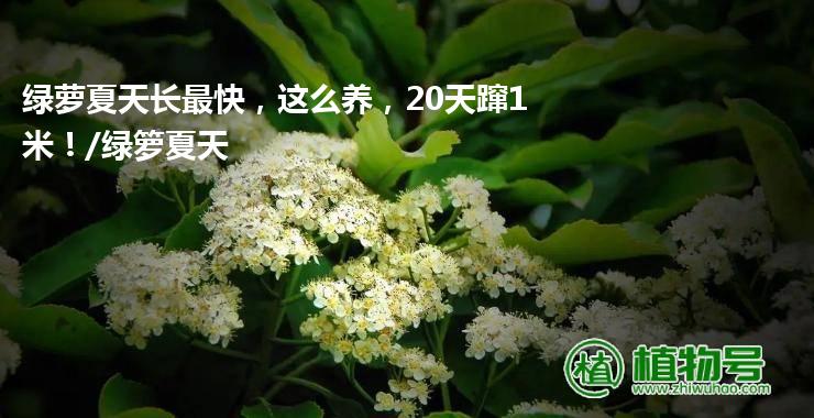 绿萝夏天长最快，这么养，20天蹿1米！/绿箩夏天