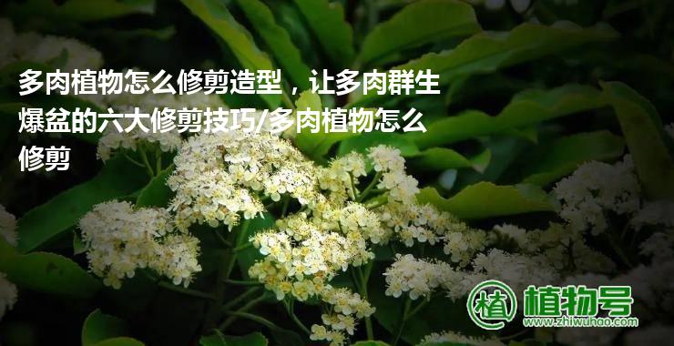 多肉植物怎么修剪造型，让多肉群生爆盆的六大修剪技巧/多肉植物怎么修剪