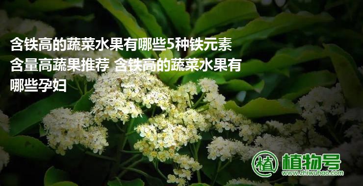 含铁高的蔬菜水果有哪些5种铁元素含量高蔬果推荐 含铁高的蔬菜水果有哪些孕妇