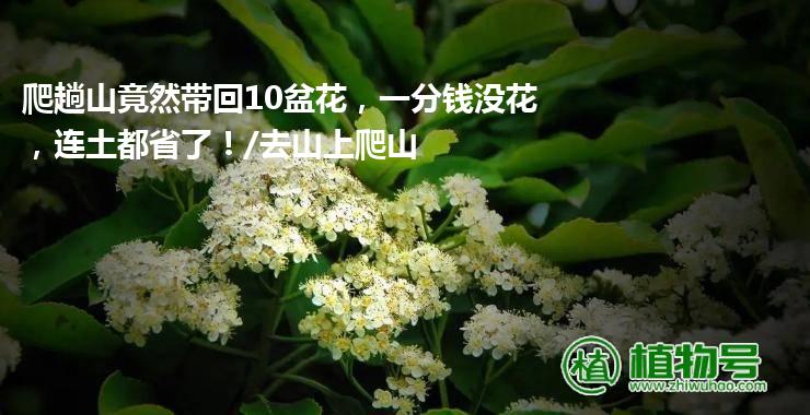 爬趟山竟然带回10盆花，一分钱没花，连土都省了！/去山上爬山