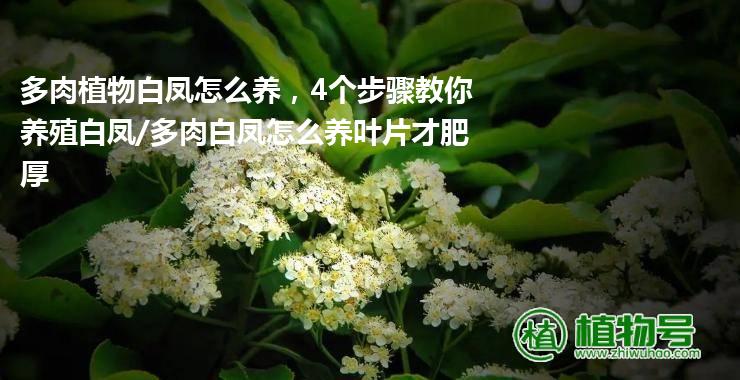 多肉植物白凤怎么养，4个步骤教你养殖白凤/多肉白凤怎么养叶片才肥厚