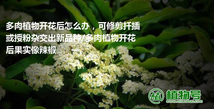 多肉植物开花后怎么办，可修剪扦插或授粉杂交出新品种/多肉植物开花后果实像辣椒