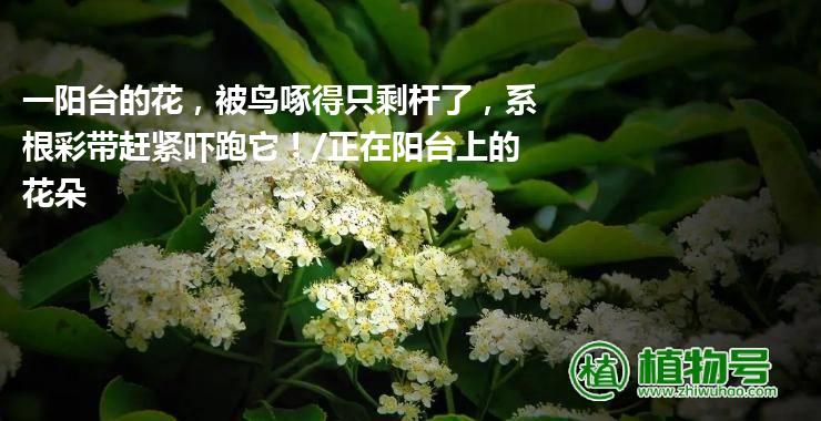 一阳台的花，被鸟啄得只剩杆了，系根彩带赶紧吓跑它！/正在阳台上的花朵