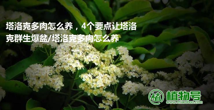 塔洛克多肉怎么养，4个要点让塔洛克群生爆盆/塔洛克多肉怎么养